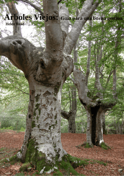 Arboles Viejos: Guía para una buena gestión