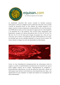 La isoeritrolisis neonatal (IN) ocurre cuando la hembra produce