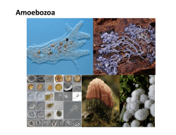 Amoebozoa (Myxogastria