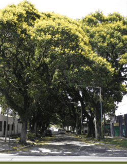 lapachos - IER Instituto de Ecología Regional
