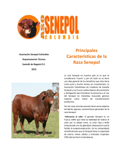 Principales Características de la Raza Senepol