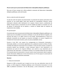 ( Atlapetes pallidiceps).