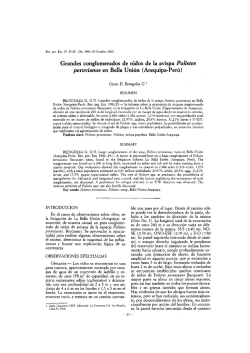 Grandes conglomerados de nidos de la avispa Polistes peruvianus