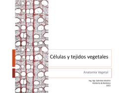 Células y tejidos vegetales