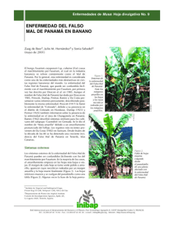 ENFERMEDAD DEL FALSO MAL DE PANAMA EN BANANO