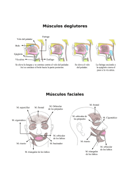 Músculos deglutores y faciales