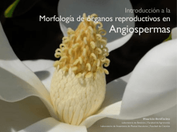 Angiospermas - Laboratorio de Sistemática de Plantas Vasculares
