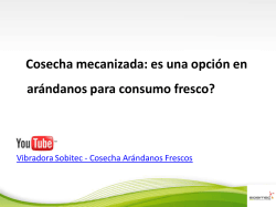 es una opción en arándanos para consumo fresco?