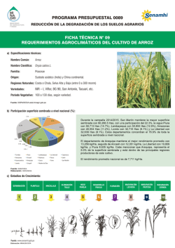 Arroz - Agro al DÍA - Ministerio de Agricultura