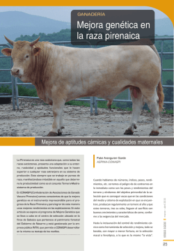 Mejora genética de la raza bovina pirenaica