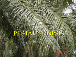 La Pestalotiopsis y su manejo.