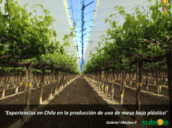 Experiencias en Chile en la producción de uva de mesa bajo plástico