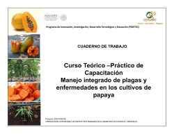 descargar - cultivo de papaya