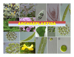 Archaeplastida (Glaucophyta