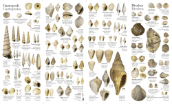 Fossils of Panama