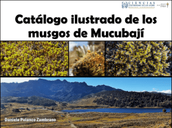 Catálogo de los musgos de Mucubají