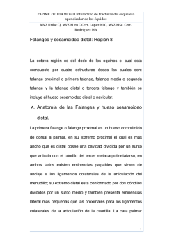 14 FALANGES Y NAVICULAR