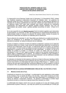 Manual de Operaciones de Sanidad de Yuca