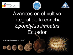 Avances en el cultivo de la concha Spondylus sp. en Ecuador