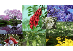 Flora Autóctonas >>> ver