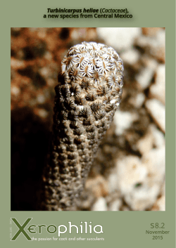 Turbinicarpus heliae (Cactaceae), a new species from Central Mexico