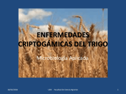 enfermedades criptogámicas del trigo