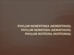 Filo Nemertinos (Rincocelos)