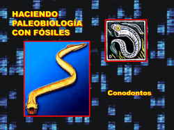 Conodontos