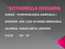 xx.- DOTHIORELLA GREGARIA