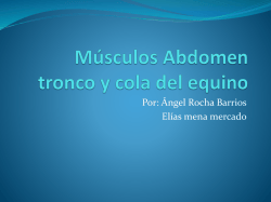 M&uacute;sculos Abdomen tronco y cola del equino