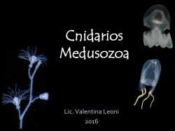 Cnidarios Medusozoa