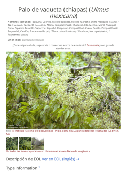Palo de vaqueta (chiapas) (Ulmus mexicana)