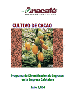 cultivo de cacao