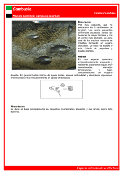 Gambusia - Pesca y Ríos en Extremadura