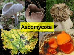 Ascomycota: generalidades. Anamorfos. Lichenes