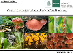 Basidiomycota: generalidades