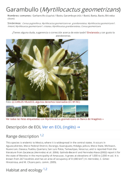 Garambullo (Myrtillocactus geometrizans)