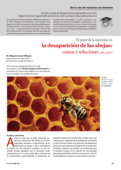 la desaparición de las abejas: causas y - Page principal