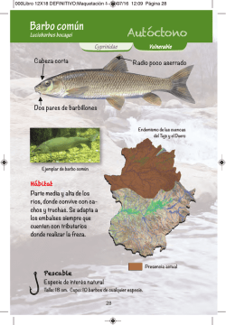 Barbo común - Pesca y rios extremadura