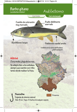 Barbo gitano - Pesca y rios extremadura