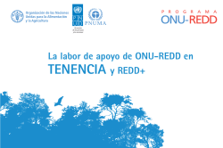 La labor de apoyo de ONU-REDD en TENENCIA y REDD+