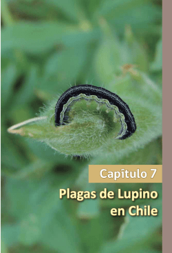 Plagas de Lupino en Chile