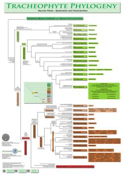 Tracheophyte Phylogeny Poster (TPP)